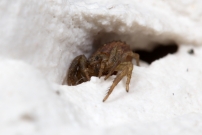 Une femelle (Araneae - Thomisidae - Ozyptila sanctuaria) 